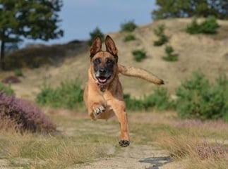 berger belge malinois